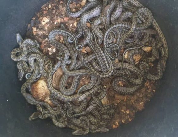 Conservation de la biodiversité : Naissance de 34 pythons (Python sebae ...